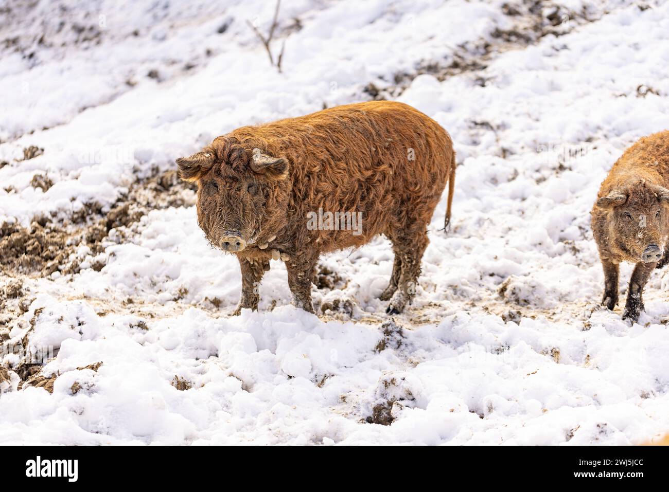 Ungarischen Mangalitza Schwein, ein sehr lockigen Haaren Tier Stockfoto