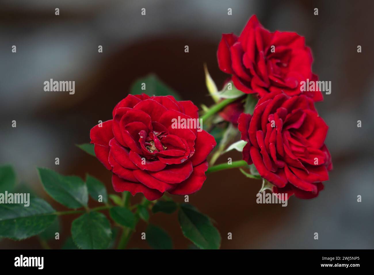 Drei rote Rosen im Garten aus der Nähe. Stockfoto