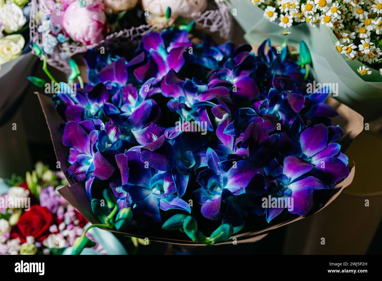 Ein atemberaubender Blumenstrauß aus blau und violett gefärbten Orchideen, ein einzigartiges und exotisches Blumengeschenk oder -Dekoration. Stockfoto