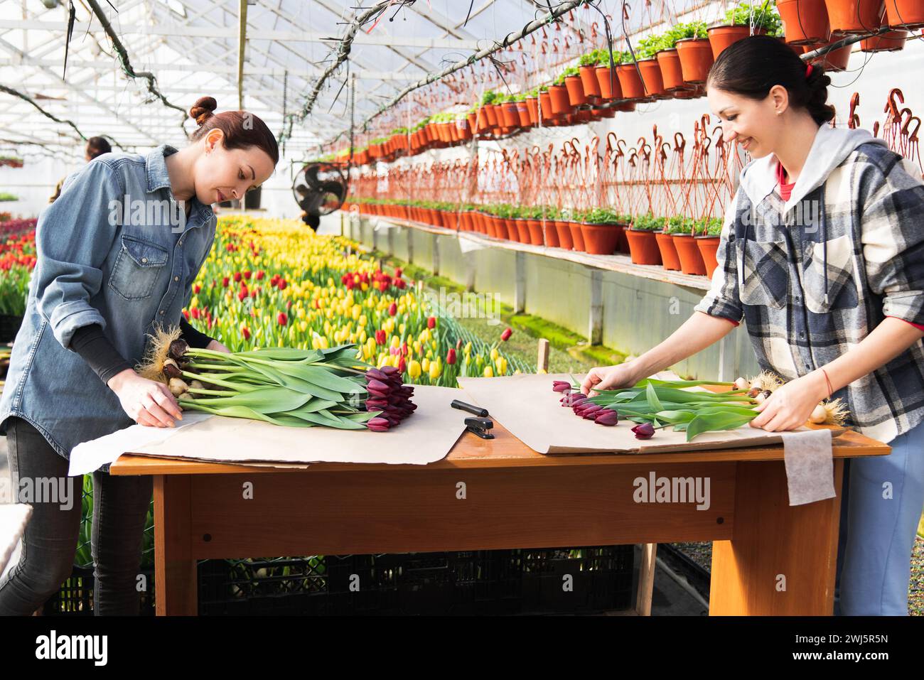 Eine Frau wickelt einen Blumenstrauß in Bastelpapier. Bouquet von violetten Tulpen. Verkauf von Blumensträußen aus dem Gewächshaus. Stockfoto