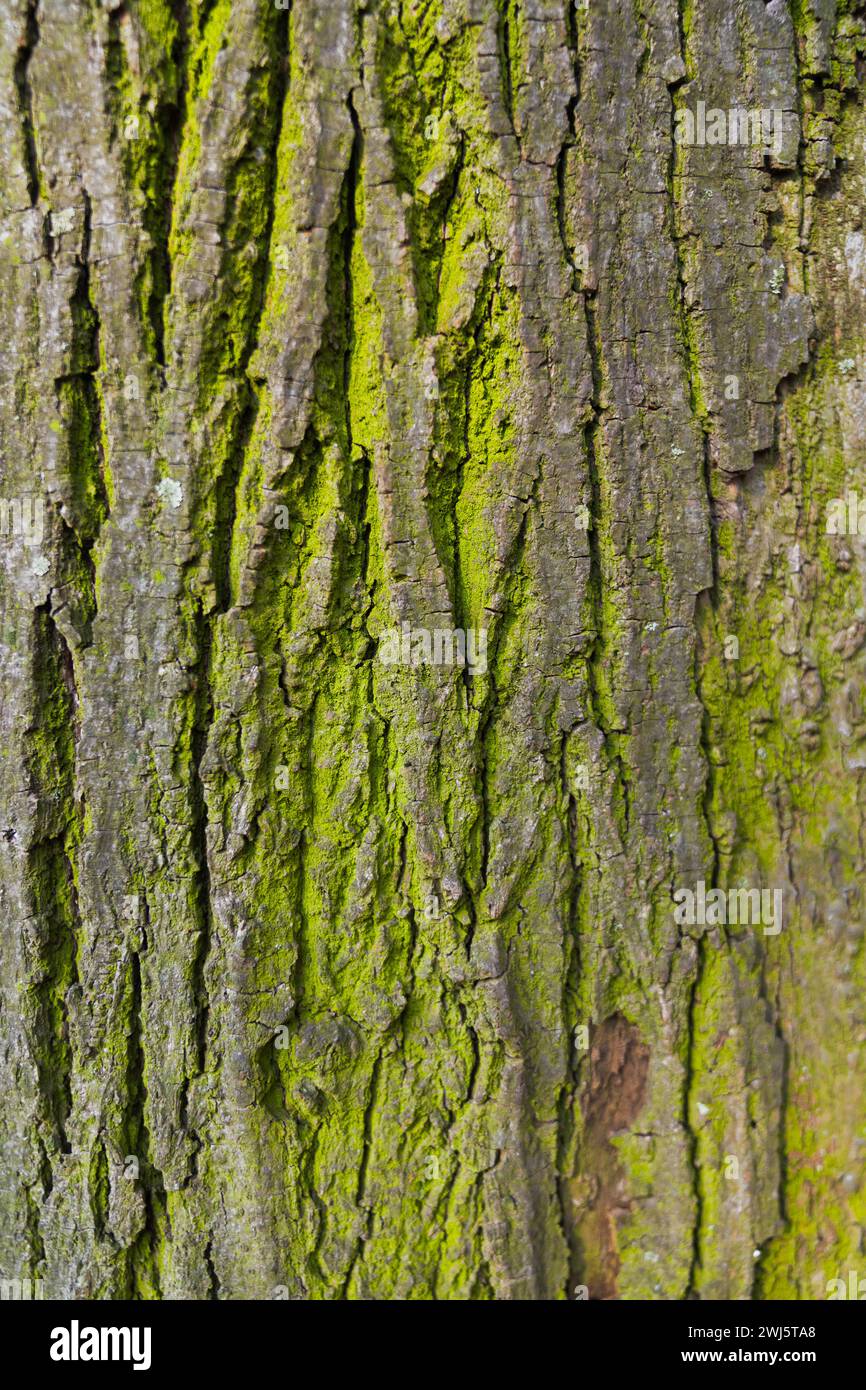 Baum mit grünem Moos aus nächster Nähe Stockfoto