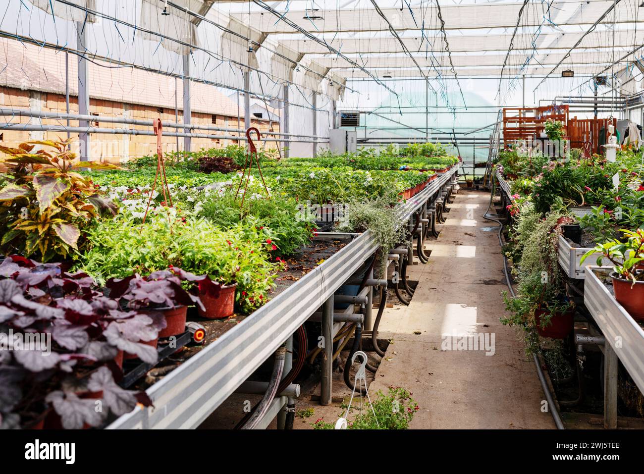 Pflanzenzüchterei mit Pflanzen und Hausblumen. Gartenbetriebskonzept. Stockfoto