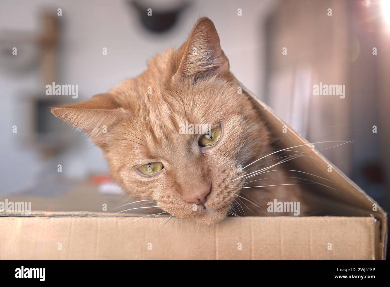 Lustige Ingwerkatze, die aus einem Karton guckt. Stockfoto