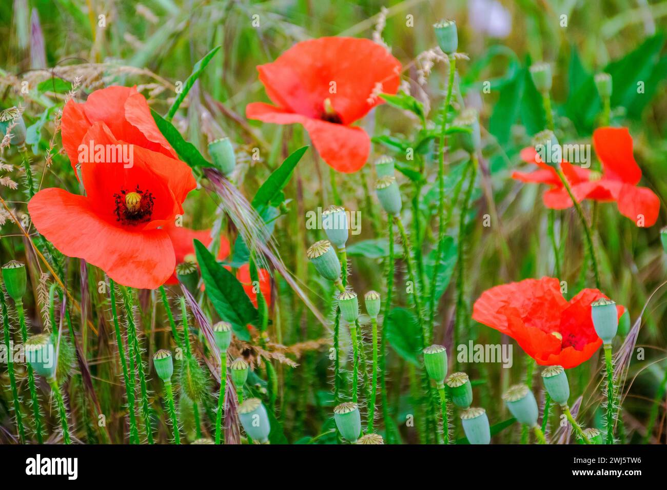 Nahaufnahme von wilden Mohnblumen. Sommer Natur Hintergrund. Erinnerungskonzept Stockfoto