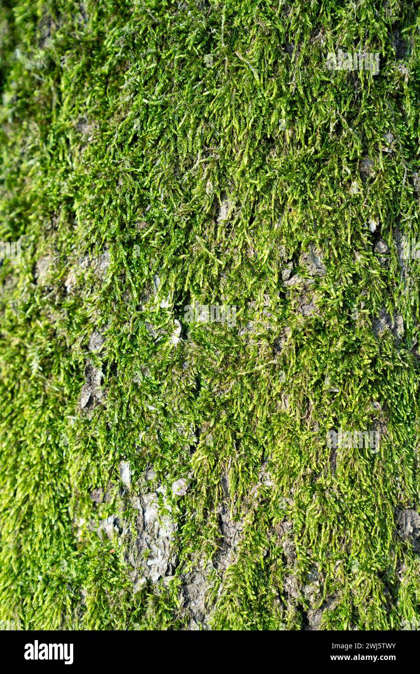 Baum mit grünem Moos aus nächster Nähe Stockfoto