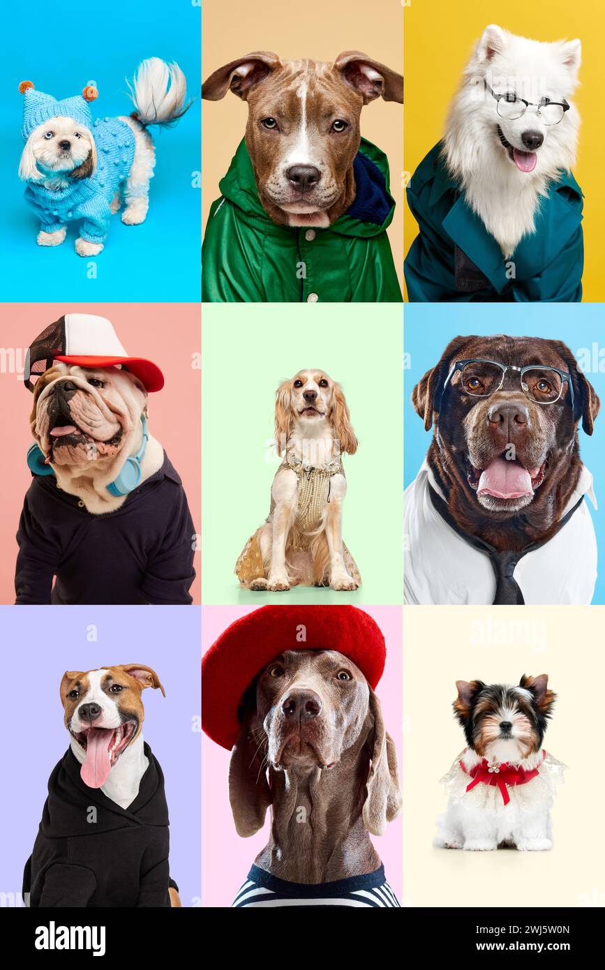 Collage aus verschiedenen entzückenden, positiven reinrassigen Hunden in verschiedenen Kleidern, die vor buntem Hintergrund sitzen. Mode Stockfoto