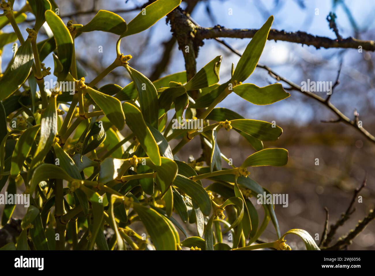 Grüne Zweige weißer Mistelzweige Nahaufnahme, Viscum Album, Santalaceae, Symbol Romantik, Fruchtbarkeit, Und Vitalität, halbpartige Pflanze, Baumkiller, Frühling Stockfoto