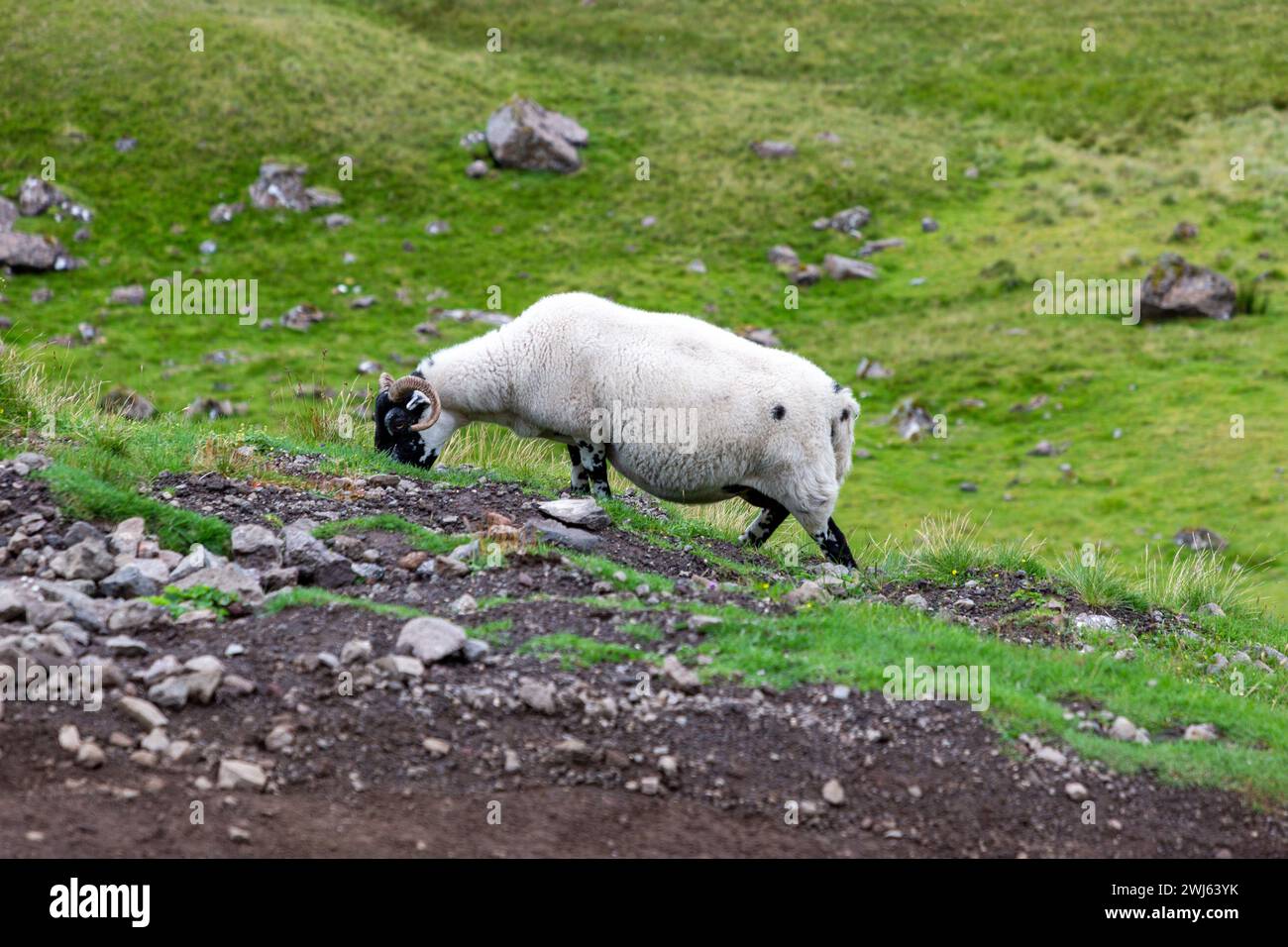 Scottish Blackface Free Range britische Schafe weiden auf den Weiden des Old man of Storr, Schottland Stockfoto