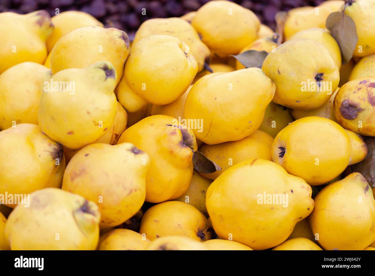 Frische Quitte in leuchtend gelber Farbe zum Verkauf auf dem lokalen Lebensmittelmarkt Stockfoto
