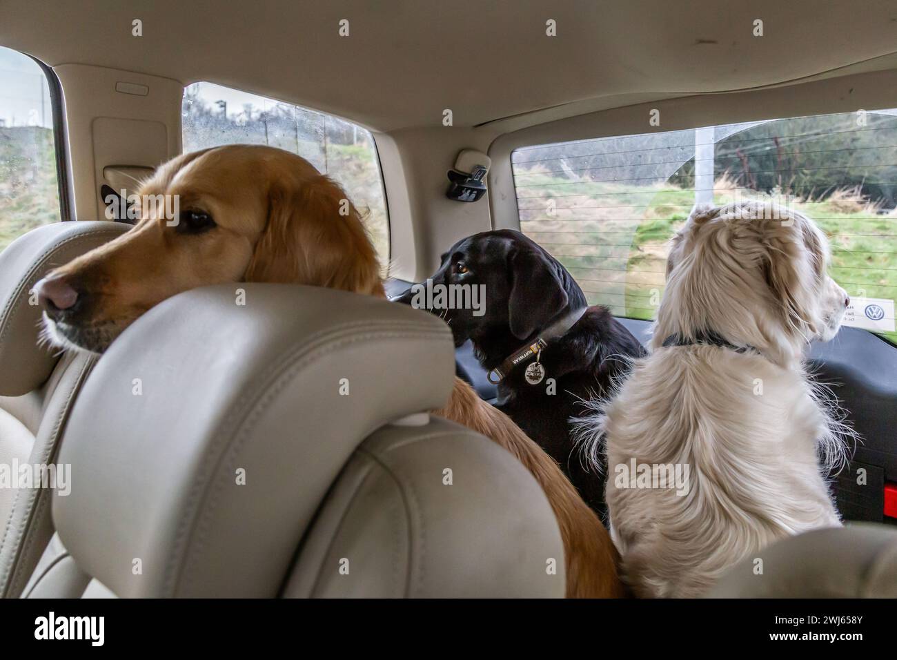 Drei Schützen (goldene Retriever und ein schwarzer labrador Retriever), die auf dem Rücksitz eines Kombi-Wagens unterwegs sind. Sie schauen alle aus dem Fenster. Stockfoto