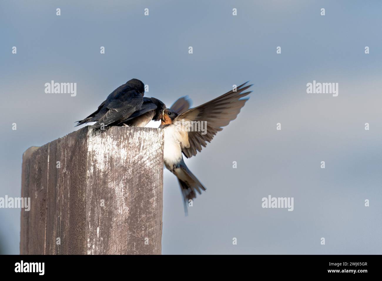 Hirundo Rustica Jungtiere, die von einem Elternteil gefüttert werden. Stockfoto