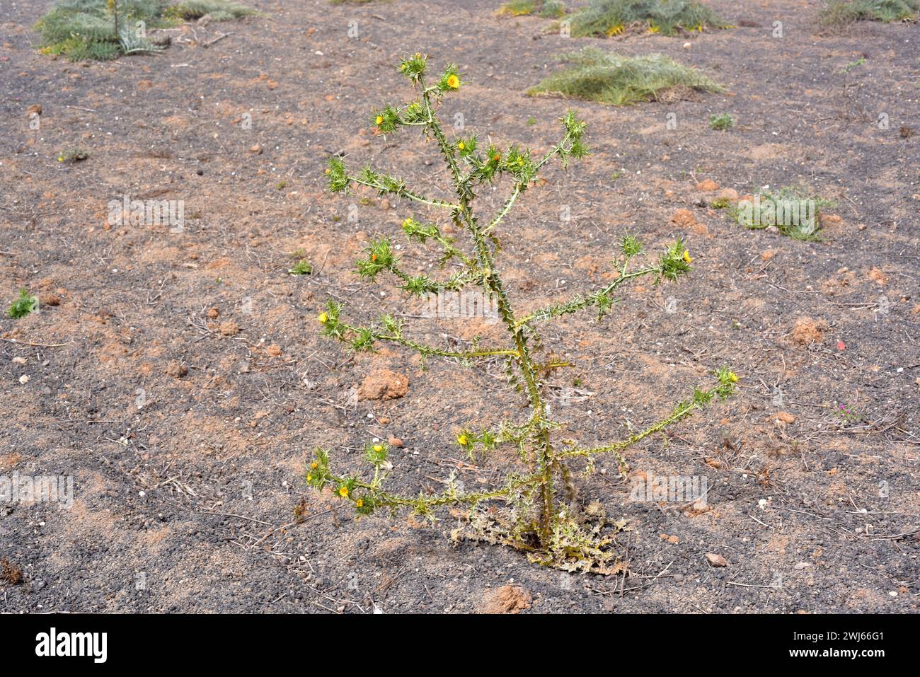Die gefleckte Golddistel (Scolymus maculatus) ist eine einjährige Pflanze, die auf den Kanarischen Inseln, dem Mittelmeerbecken und Westasien beheimatet ist. Dieses Foto wurde aufgenommen Stockfoto