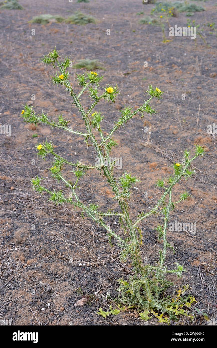 Die gefleckte Golddistel (Scolymus maculatus) ist eine einjährige Pflanze, die auf den Kanarischen Inseln, dem Mittelmeerbecken und Westasien beheimatet ist. Dieses Foto wurde aufgenommen Stockfoto