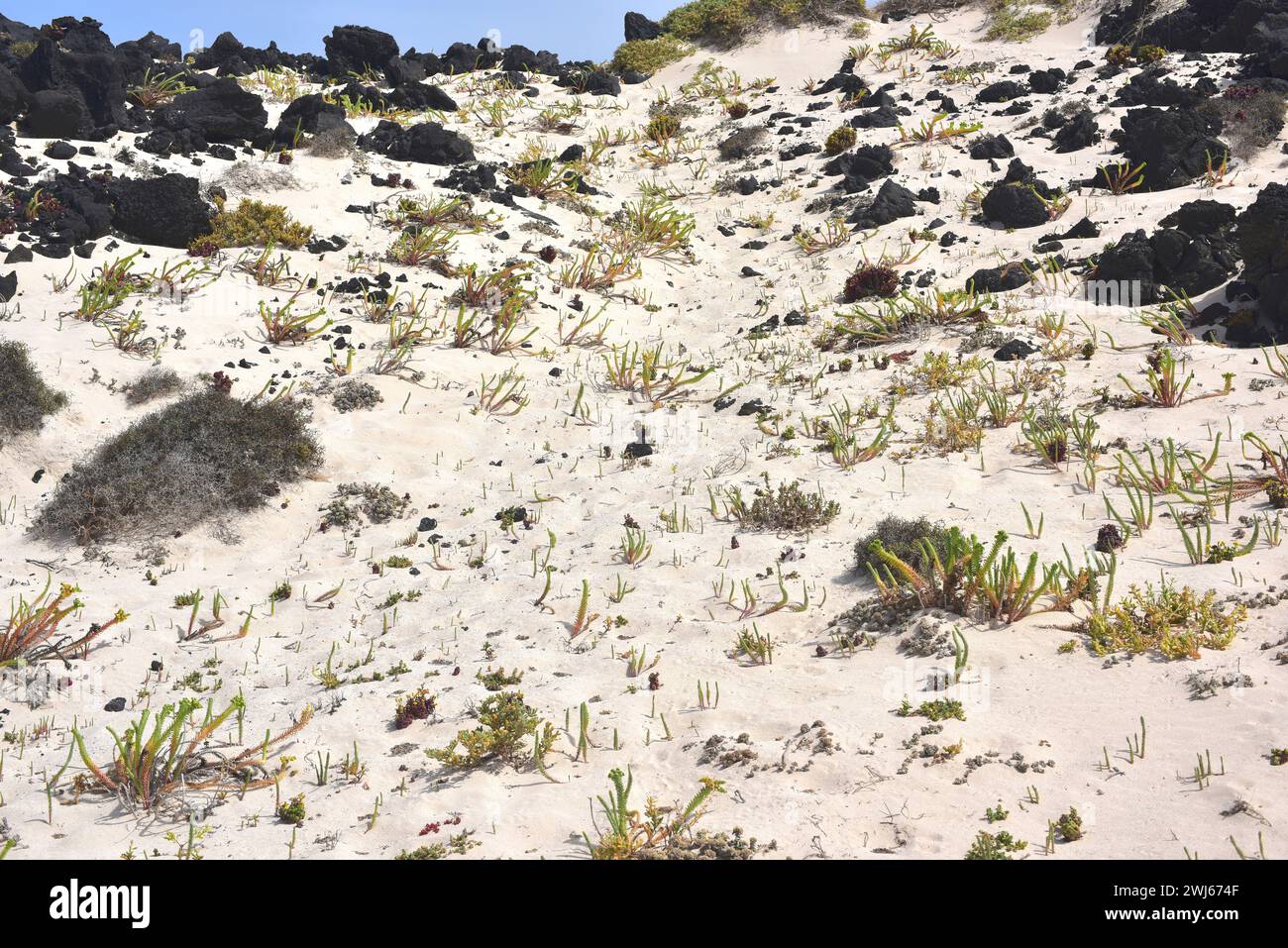 Sea spurge (Euphorbia paralias) ist ein ausdauerndes Kraut, das auf den Kanarischen Inseln, den Küsten Europas, Nordafrika und Westasien beheimatet ist. Dieses Foto wurde aufgenommen Stockfoto