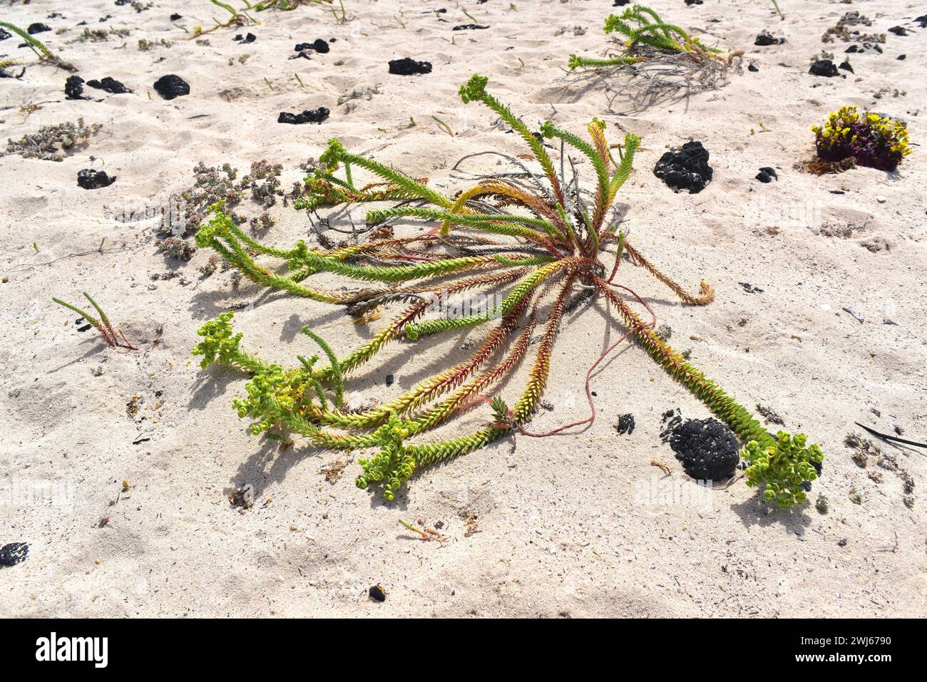 Sea spurge (Euphorbia paralias) ist ein ausdauerndes Kraut, das auf den Kanarischen Inseln, den Küsten Europas, Nordafrika und Westasien beheimatet ist. Dieses Foto wurde aufgenommen Stockfoto