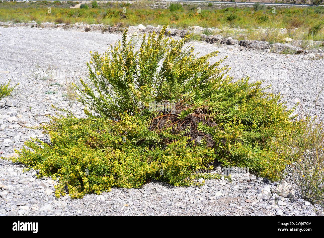 False yellowhead oder Sticky Fleabane (Dittrichia viscosa oder Inula viscosa) ist eine mehrjährige Pflanze, die im Mittelmeerraum beheimatet ist. Dieses Foto wurde aufgenommen in Stockfoto