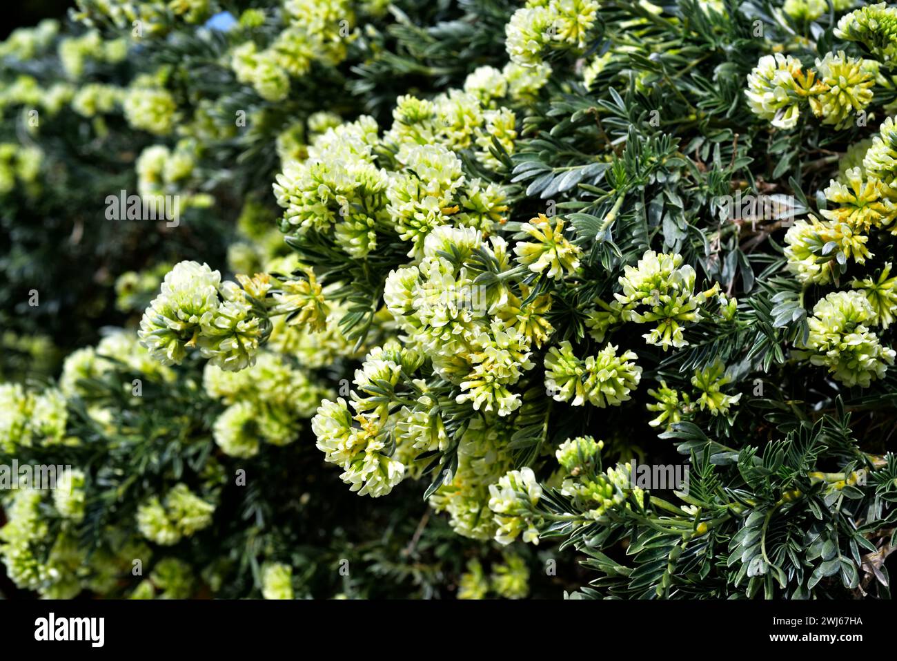 Barba de Jupiter (Anthyllis barba-jovis) ist ein Strauch, der in der cetralen Mittelmeerregion beheimatet ist. Blütenstände Detail. Stockfoto