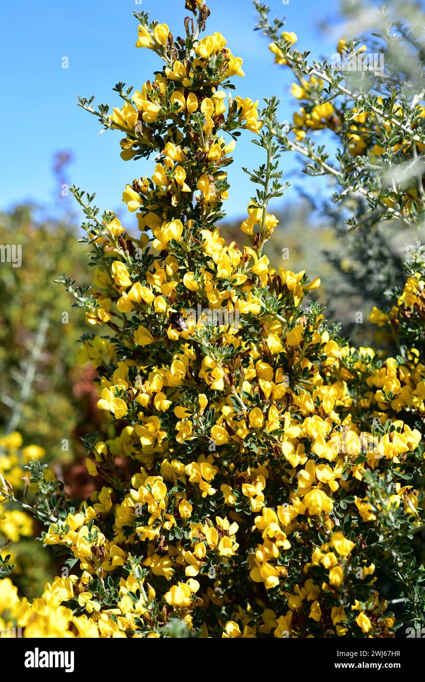 Stachelbesen oder Dornbesen (Calicotome spinosa) ist ein sehr stacheliger Strauch, der im westlichen Mittelmeerbecken beheimatet ist. Blumendetail. Stockfoto