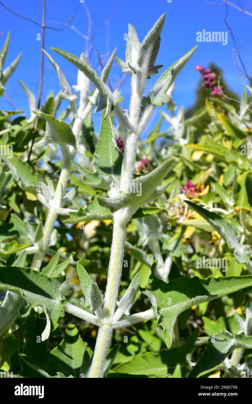 Kanarische Salbei (Salvia canariensis) ist ein mehrjähriger Strauch, der endemisch auf den Kanarischen Inseln ist. Haarige Stiele und Blätter Detail. Stockfoto