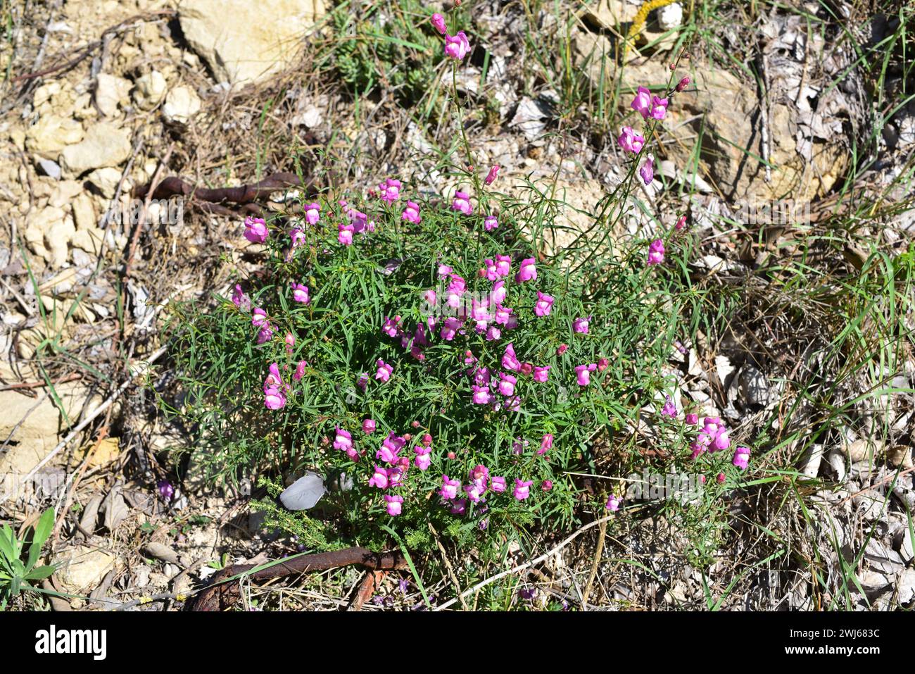 Boca de Dragon oder conejitos (Anthirrhinum barrelieri) ist ein immergrüner Unterstrauch, der im westlichen Mittelmeerraum beheimatet ist. Dieses Foto wurde in Sarinyana, Castel, aufgenommen Stockfoto