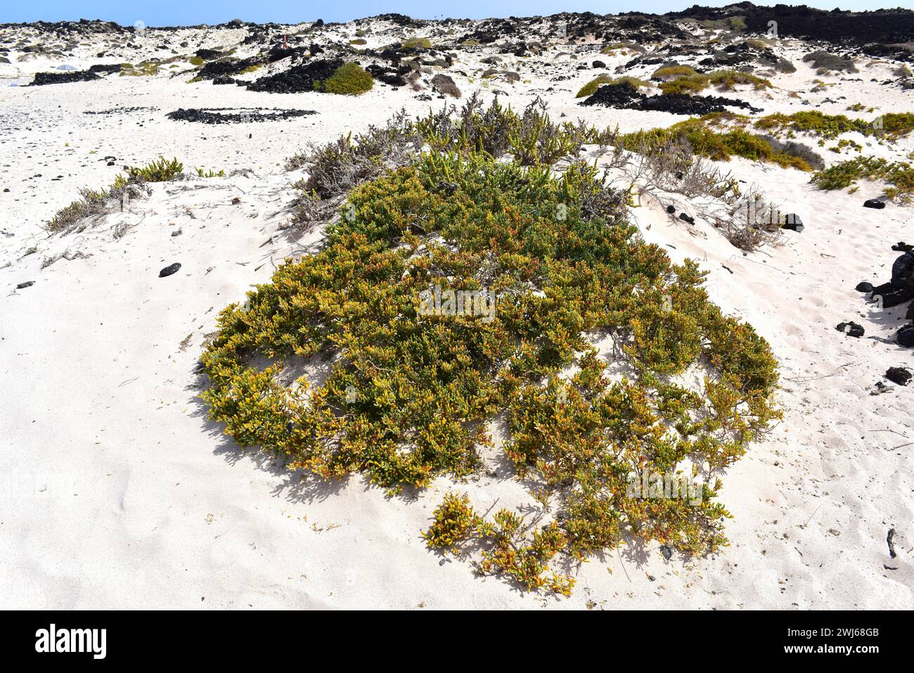 UVA de mar (Zygophyllum fontanesii oder Tetraena fontanesii) ist ein xerophiler Sträucher, der auf den Kanarischen Inseln, Kap Verde und Nordwestafrika aus Moro beheimatet ist Stockfoto