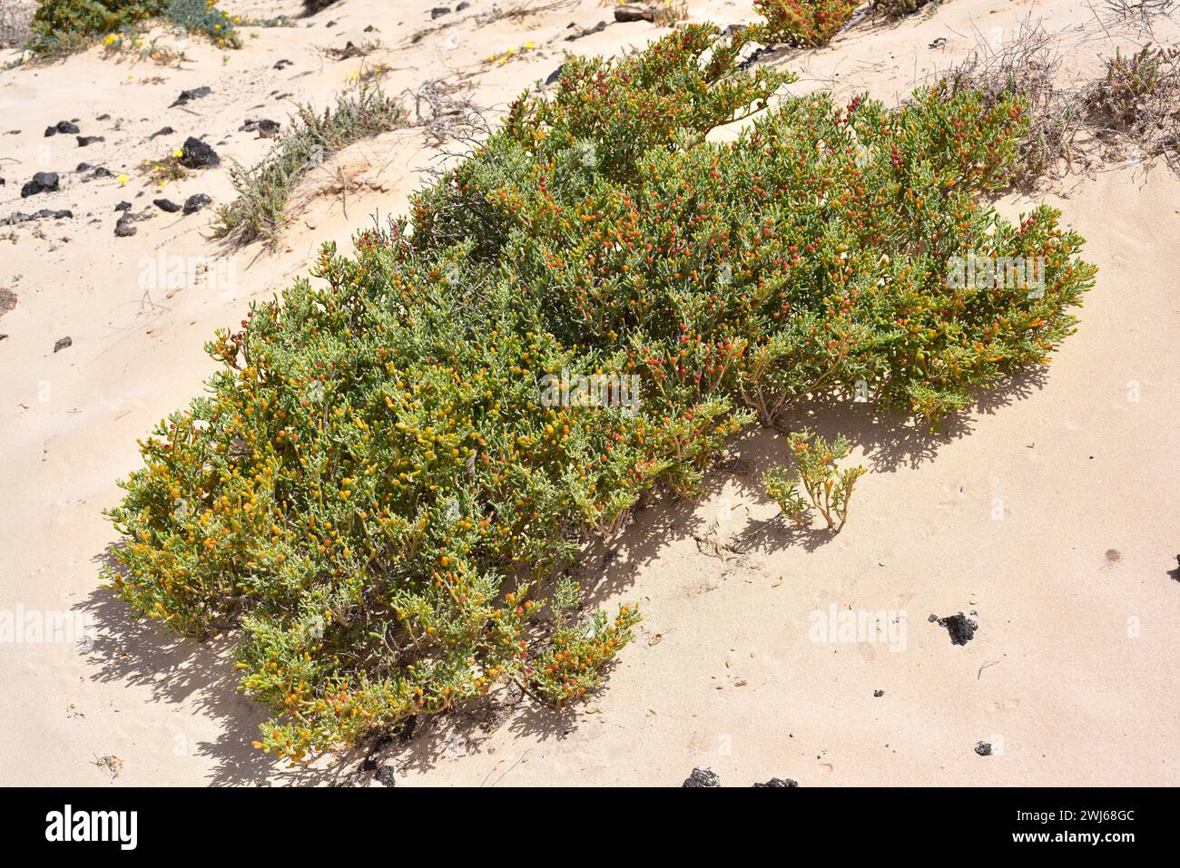 UVA de mar (Zygophyllum fontanesii oder Tetraena fontanesii) ist ein xerophiler Sträucher, der auf den Kanarischen Inseln, Kap Verde und Nordwestafrika aus Moro beheimatet ist Stockfoto