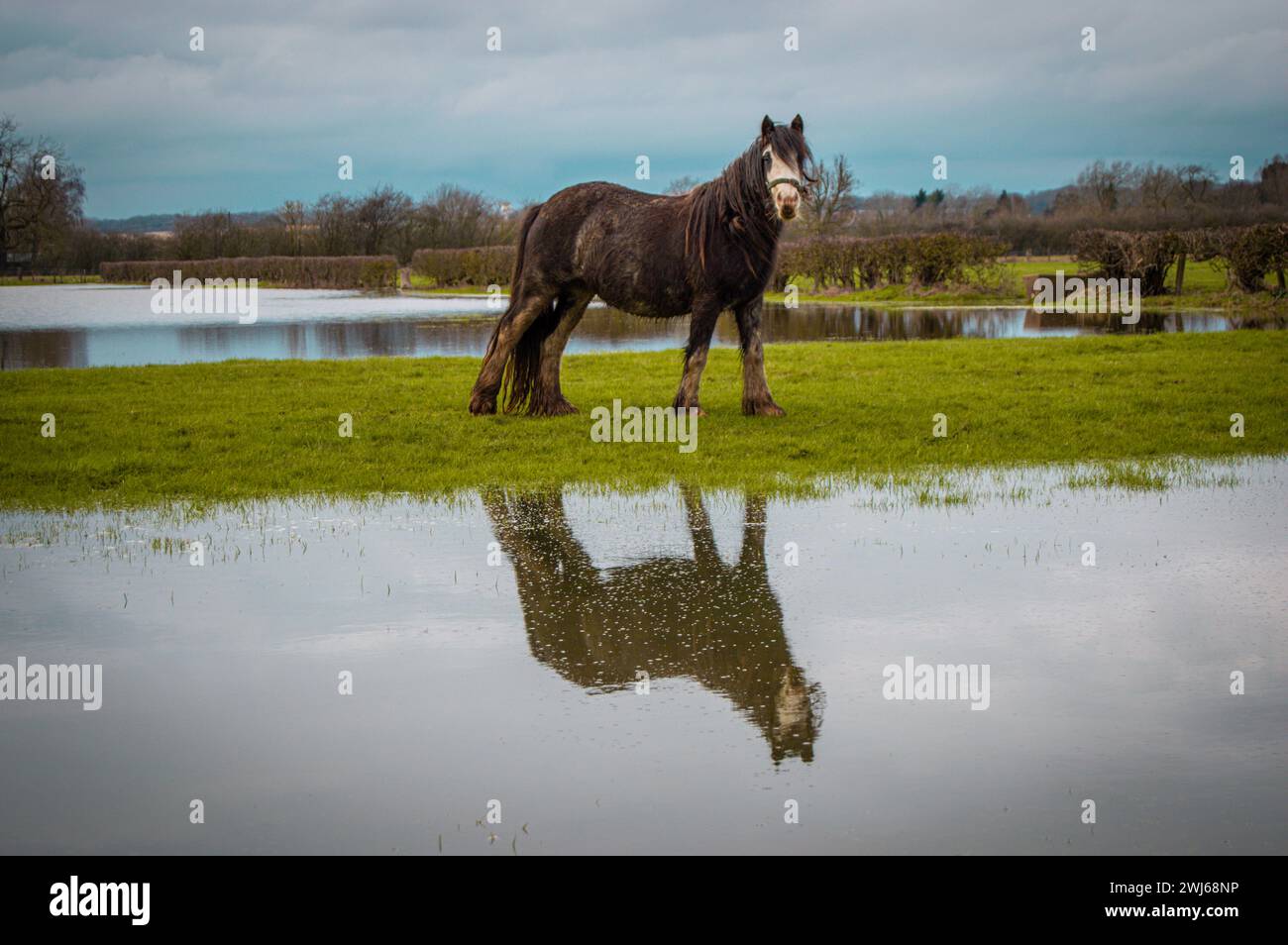 Reflektierendes Pferd Stockfoto