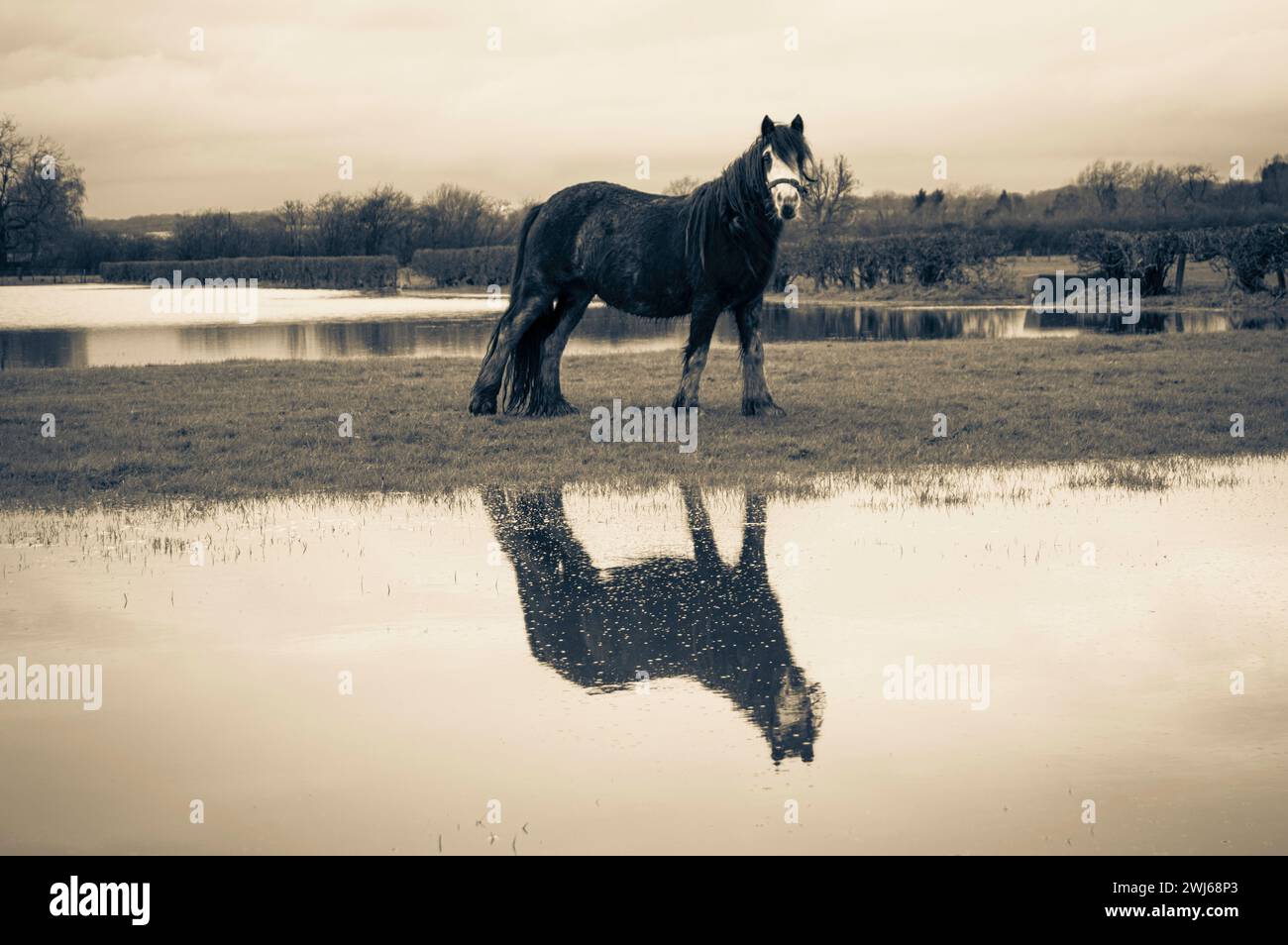 Reflektierendes Pferd Stockfoto