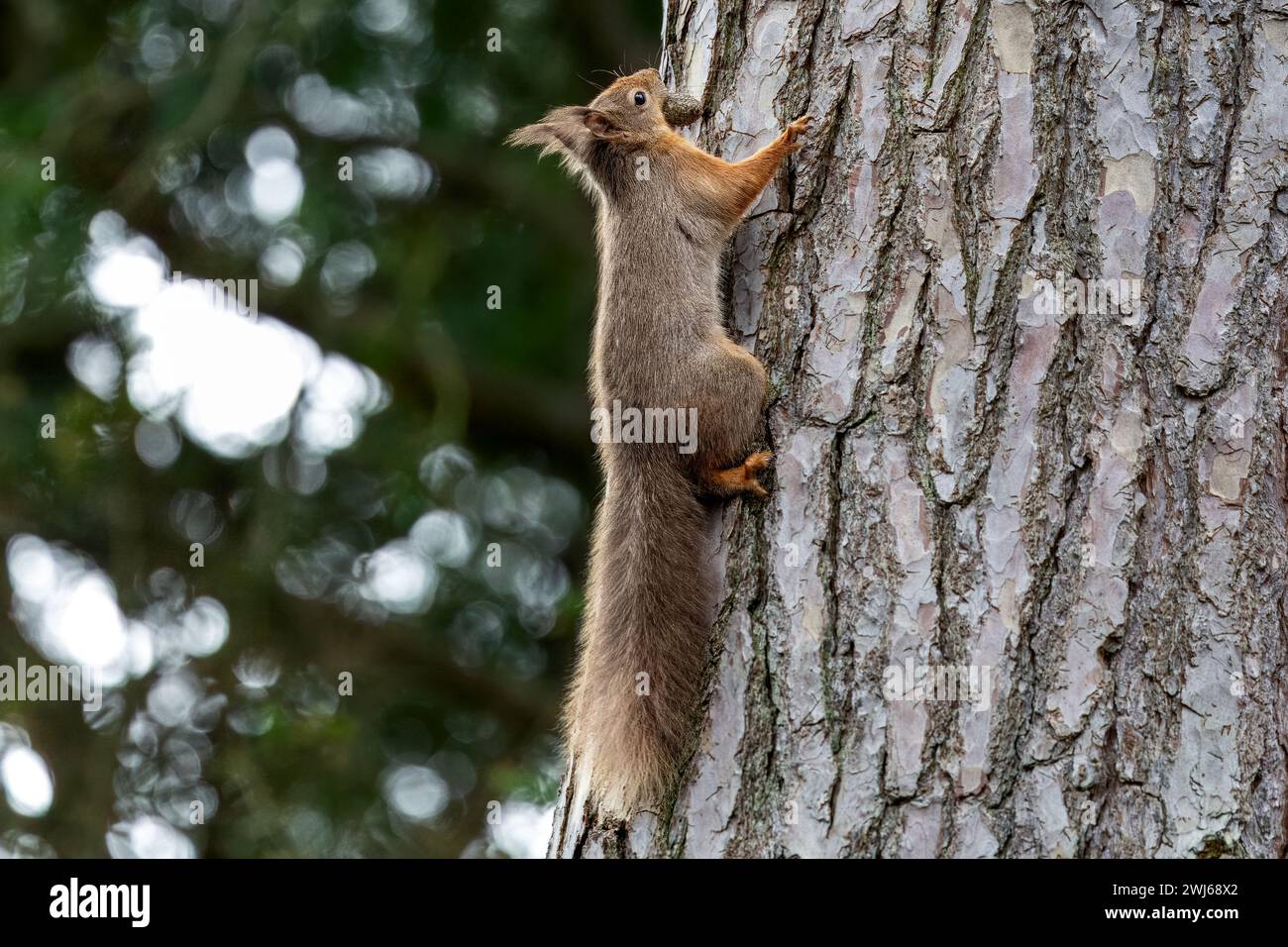 Rotes Eichhörnchen mit Pinienkegel, kletternde Scots Pine, National Trust, Brownsea Island, Dorset, UK Stockfoto