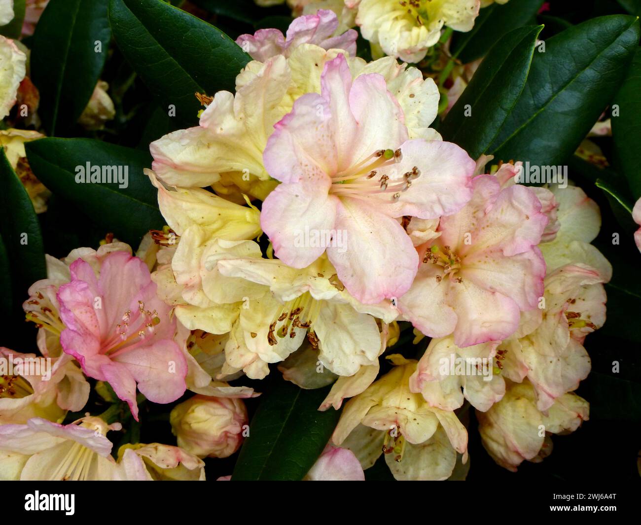 Die wunderschönen blühenden Rhododendronblüten mit üppig grünen Blättern, umgeben von lebendigem Laub in einer malerischen Gartenumgebung Stockfoto