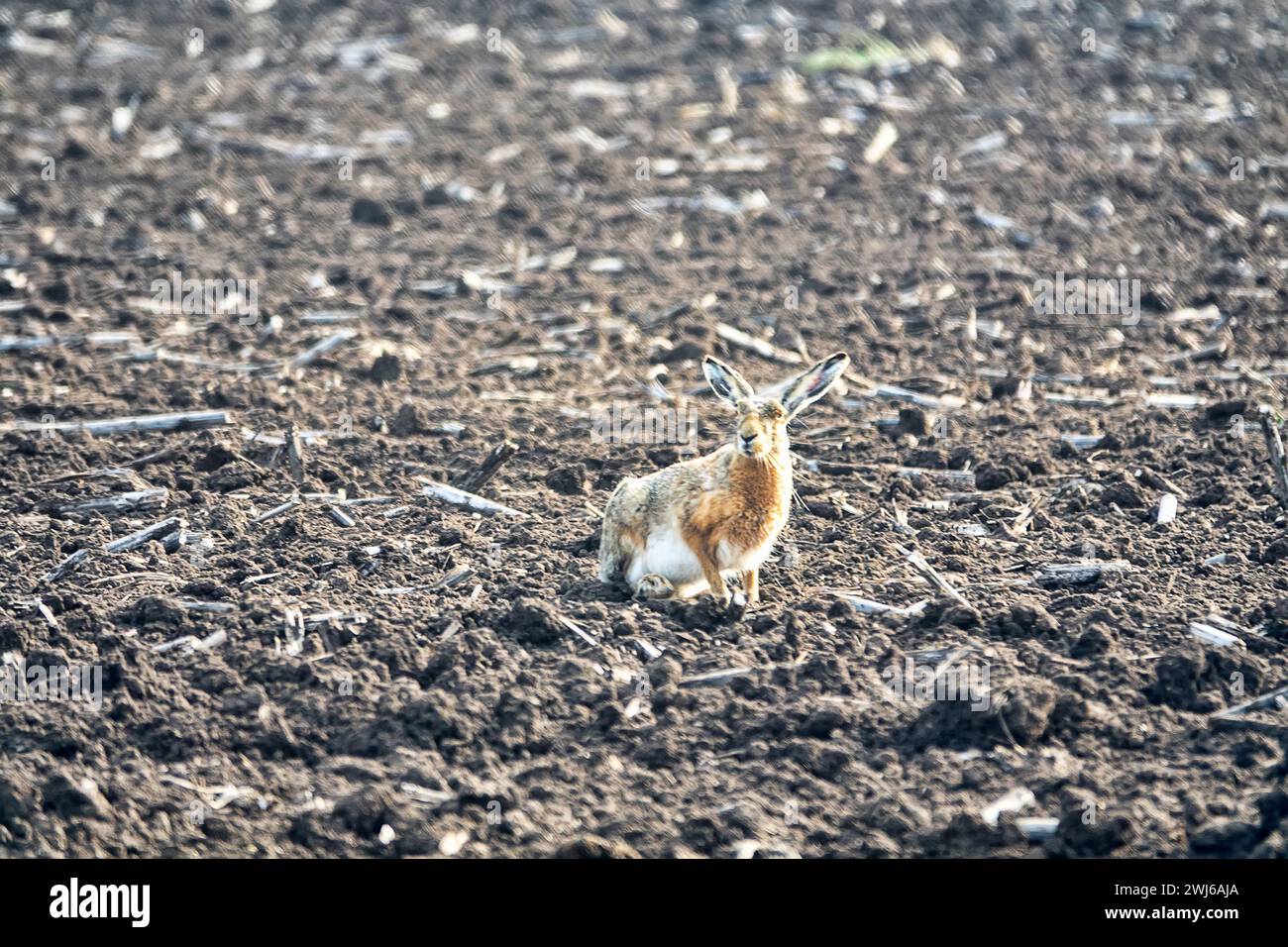 Ein alter Europäischer Hase (Lepus europaeus) auf einem eingesäten Feld in der Morgenstunde wählt einen Liegeplatz (Grabenbett). Schwarzmeerregion Stockfoto