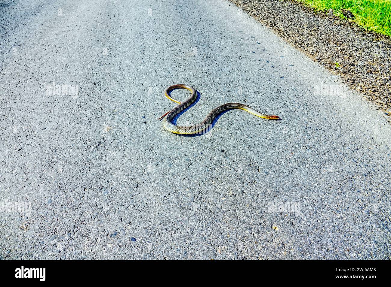 Große 1,5 Meter lange Balkanschlange (Coluber jugularis) auf der Autobahn. Es ist eine sehr mutige, aggressive Schlange im Verhältnis zu Raubtieren, die kühn offene Räume überwindet Stockfoto