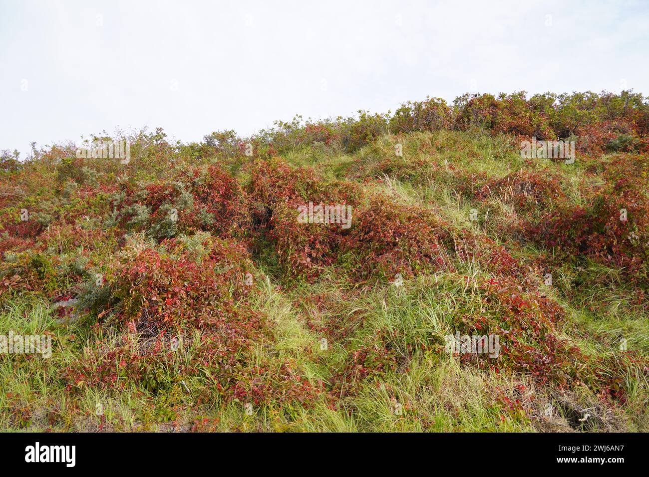 Wunderschöne Vegetation der Insel Borkum Stockfoto