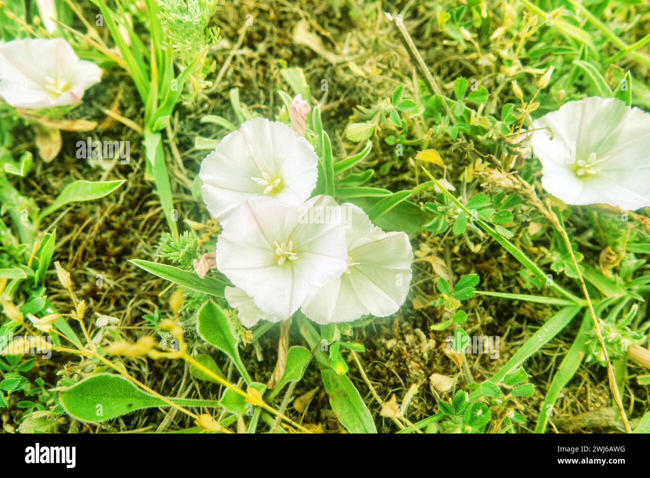 Bindweed, schwer Convolvulus lineatus (oder Convolvulus arvensis) auf der Meeresseite bepflanzte Düne (Sandschalen-Strand). Asowschen Meer. Krim Stockfoto