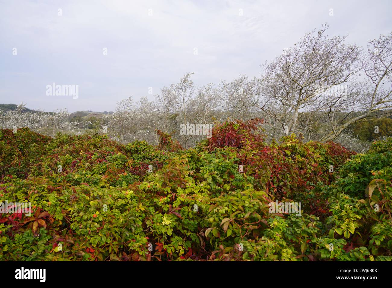 Wunderschöne Vegetation der Insel Borkum Stockfoto