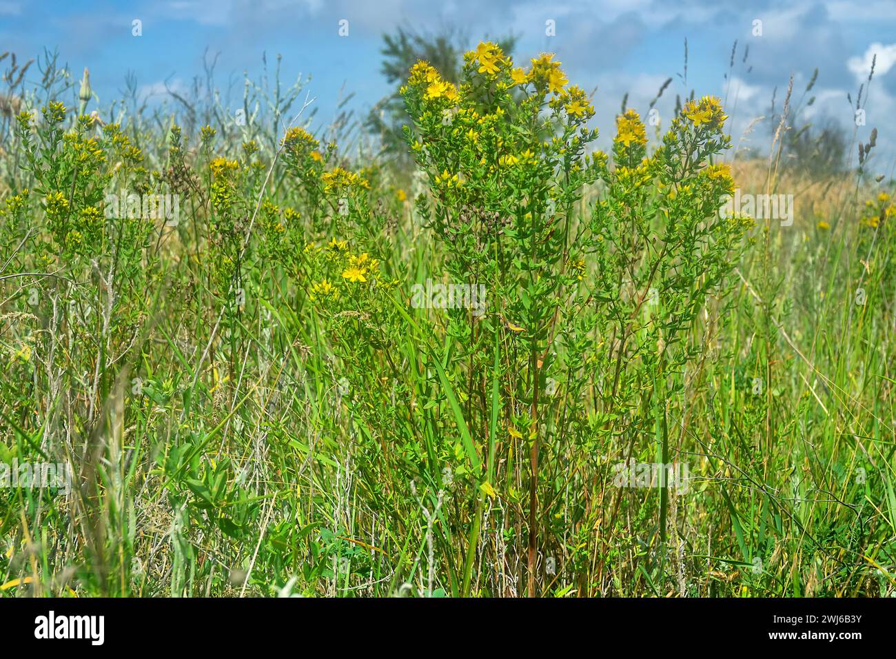 Johanniskraut (Hypericum perforatum) oder Hypericum lydium in der sekundären Steppe. Halbinsel Kertsch, Krim. Volksmedizinpflanze Stockfoto