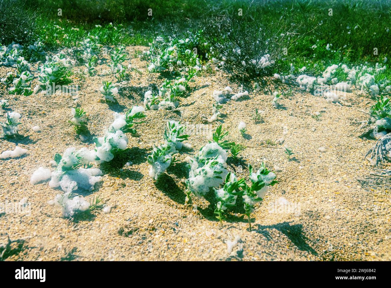 Ein starker Wind schäumt das Meer, reißt dann den Salzschaum ab und wirft ihn auf die Küstenpflanzen. Salztoleranz von Tournefortia (Argusia sibirica) Stockfoto