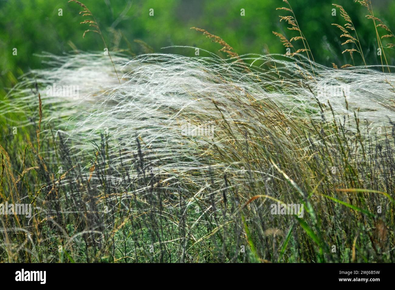 Echte Steppe mit Federgras. Nördliche Schwarzmeerregion. Die häufigste ist (Stipa lessingiana oder Stipa brauneri). Krim, Halbinsel Kertsch Stockfoto