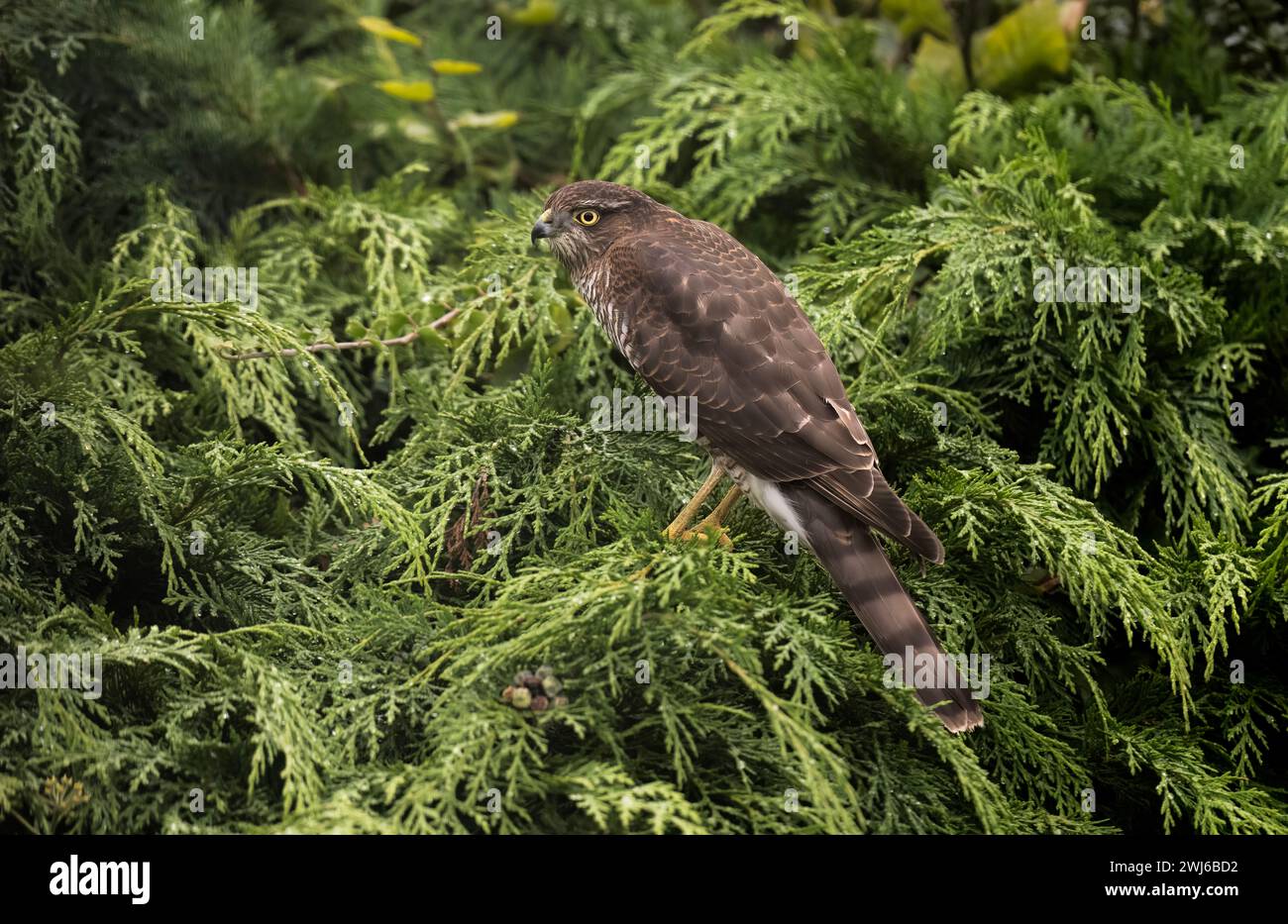Sparrowhawk männlich auf einer grünen Hecke, Nahaufnahme Stockfoto