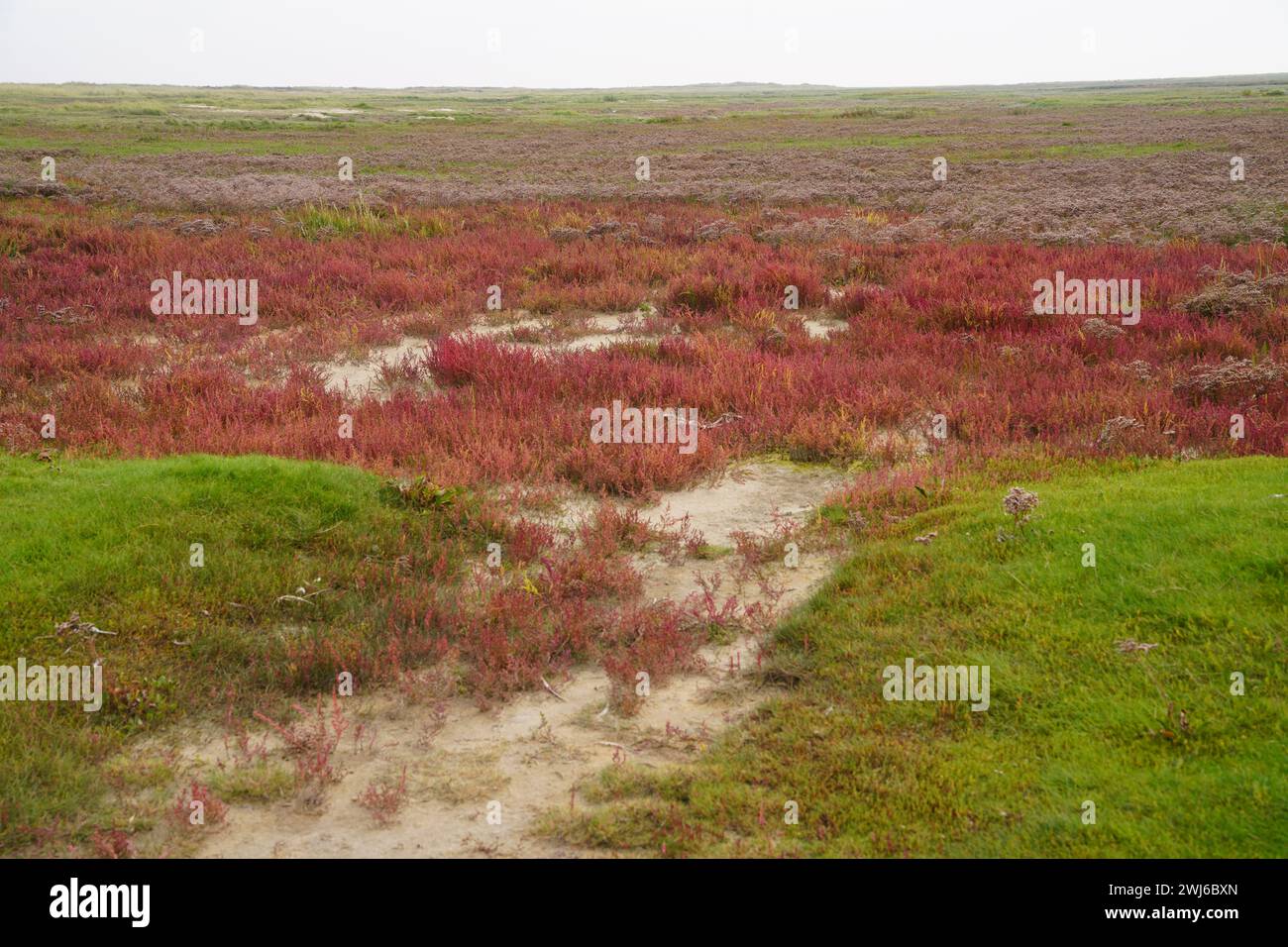 Wunderschöne Vegetation der Insel Borkum Stockfoto