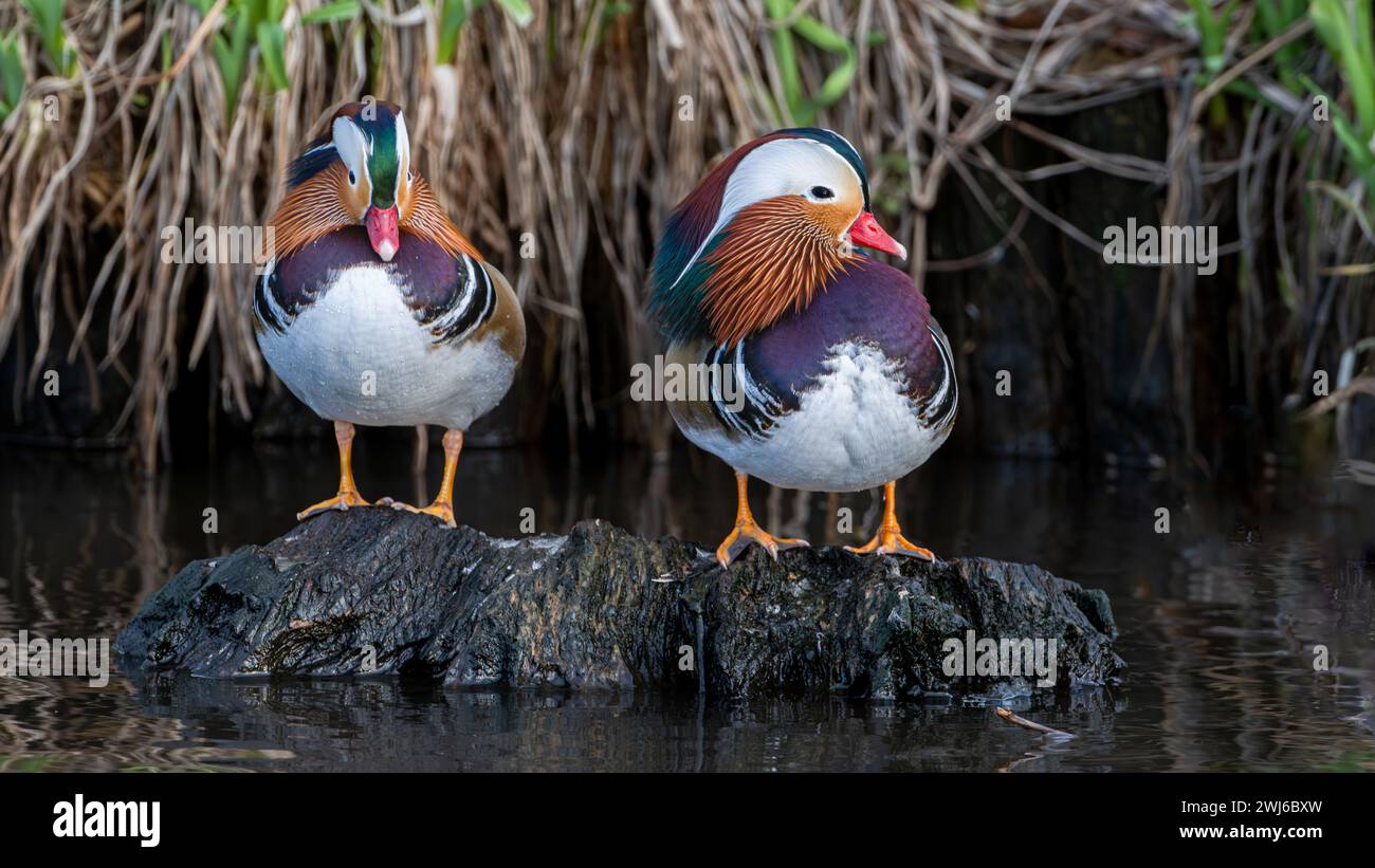 Mandarin Ente Stockfoto
