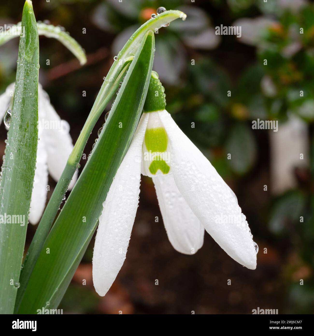 Lange äußere Perianthensegmente der winterblühenden Schneeglöckchen Galanthus „Tante Nellie's Danglers“ Stockfoto