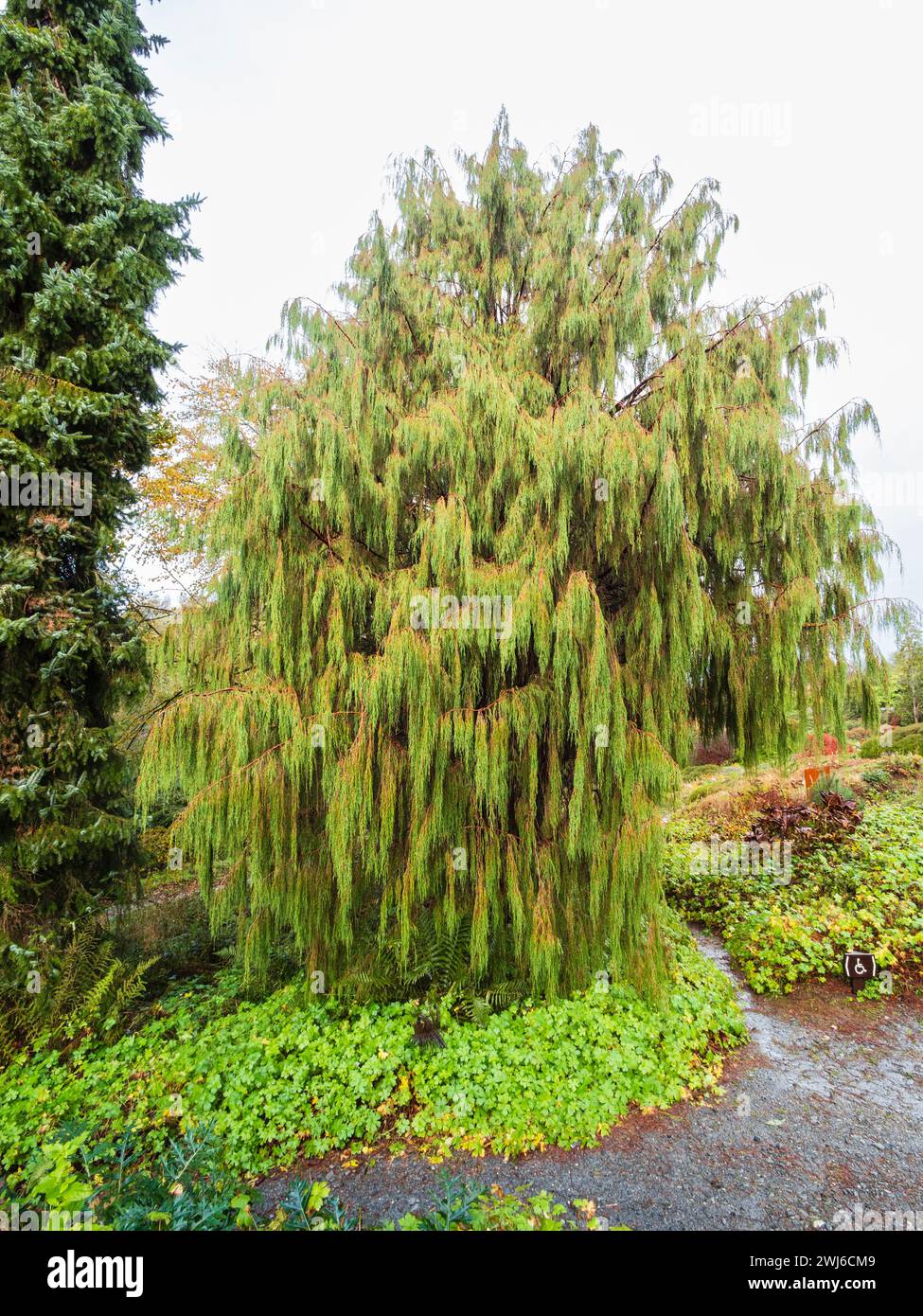 Aufrechte Leader und Halb weinend hängend Zweige der falsch Zypresse Chamaecyparis lawsoniana 'Imbricata Pendula' Stockfoto