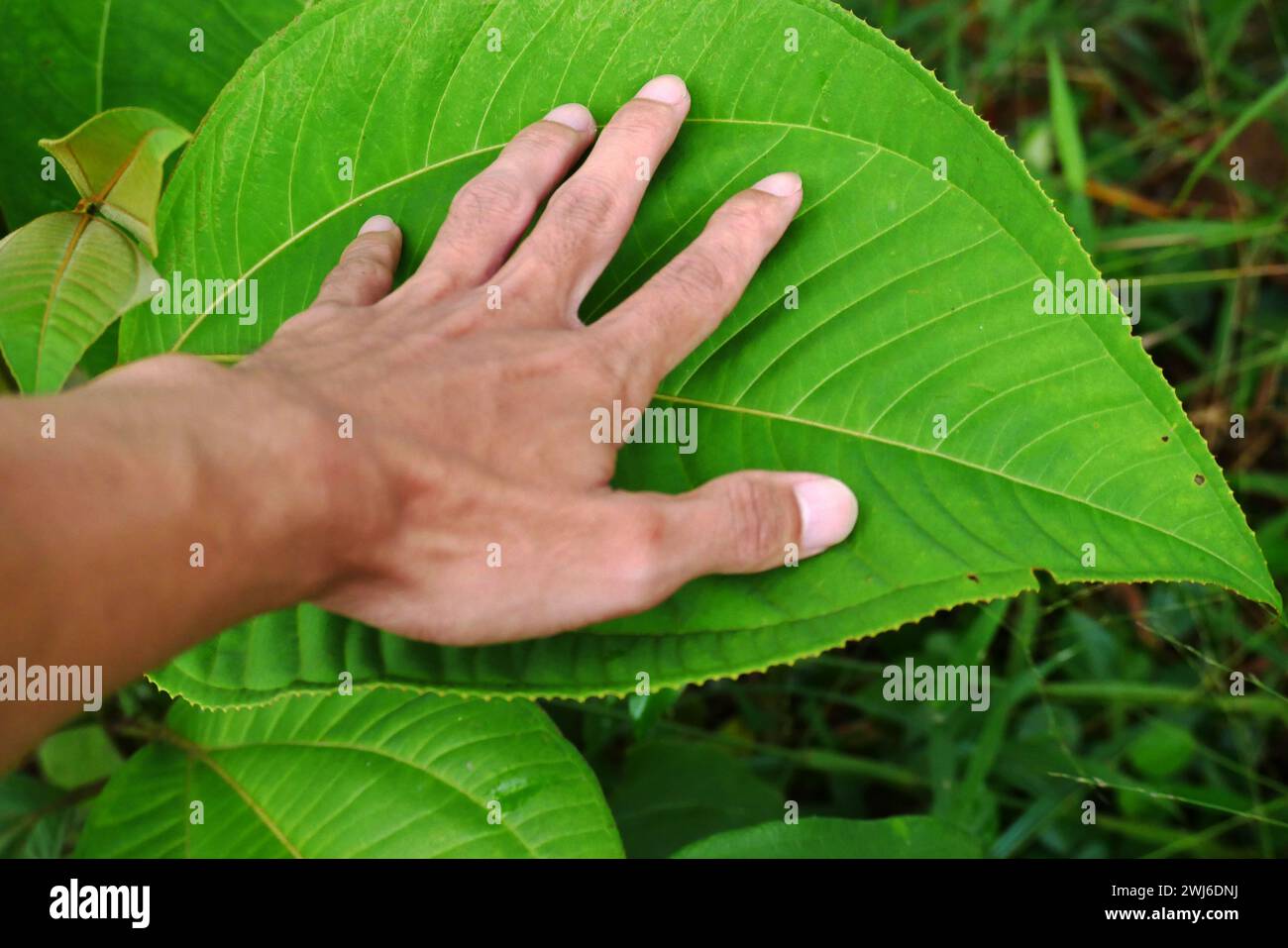 Die Hand des Mannes berührt feuchte wilde tropische Blätter nach Regen. Der Begriff des Verhältnisses zwischen Natur und Mensch. Männlicher Arm berührt nassen tropischen lea Stockfoto