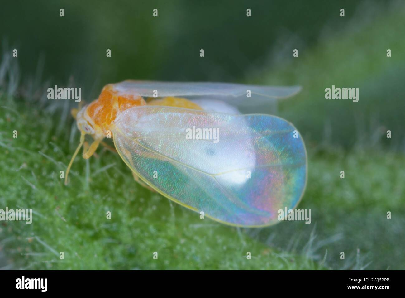 Aleurodicus White Fly, ist ein kleines weißes, saftsaugendes Insekt, ein wahrer Wanzen in der Ordnung Hemiptera. Erwachsene. Stockfoto