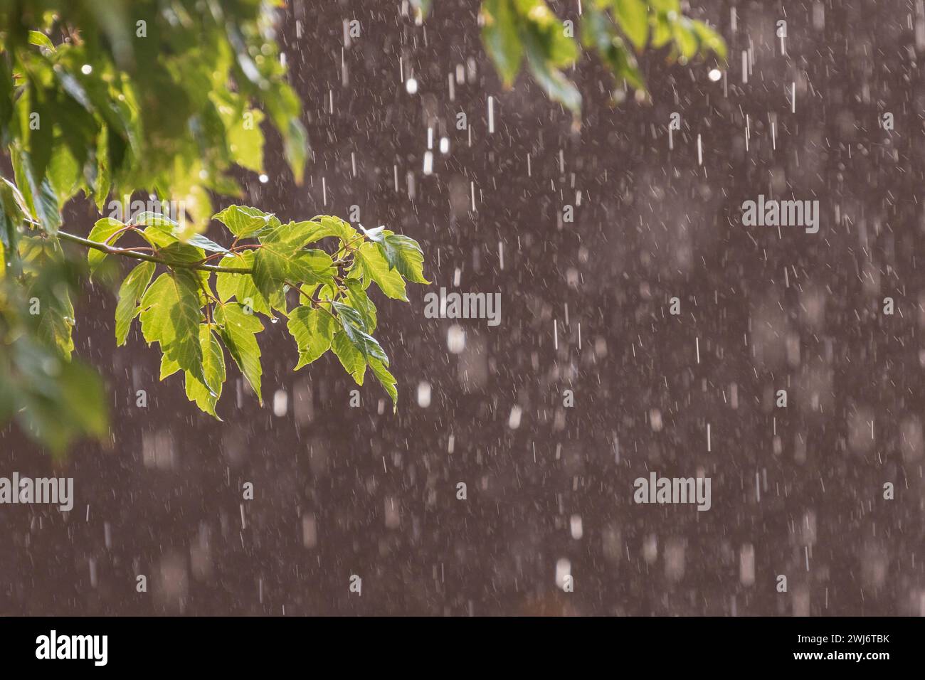 HINTERGRUNDBELEUCHTETE SOMMER-REGENDUSCHE, SANTA FE, NM, USA Stockfoto