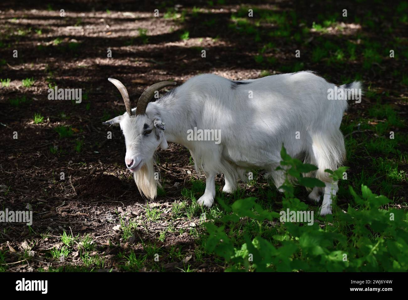 Eine afrikanische Zwergziege im Dartmoor Zoo Park, Devon. Stockfoto