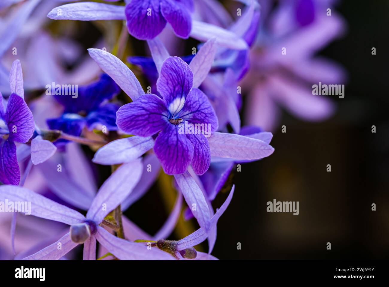 Extremer Nahaufnahme selektiver Fokus von blühenden violetten Kranzblüten oder Sandpapier-Rebblüten (wissenschaftlicher Name ist Petrea volubilis) auf dunklem Hintergrund. Stockfoto