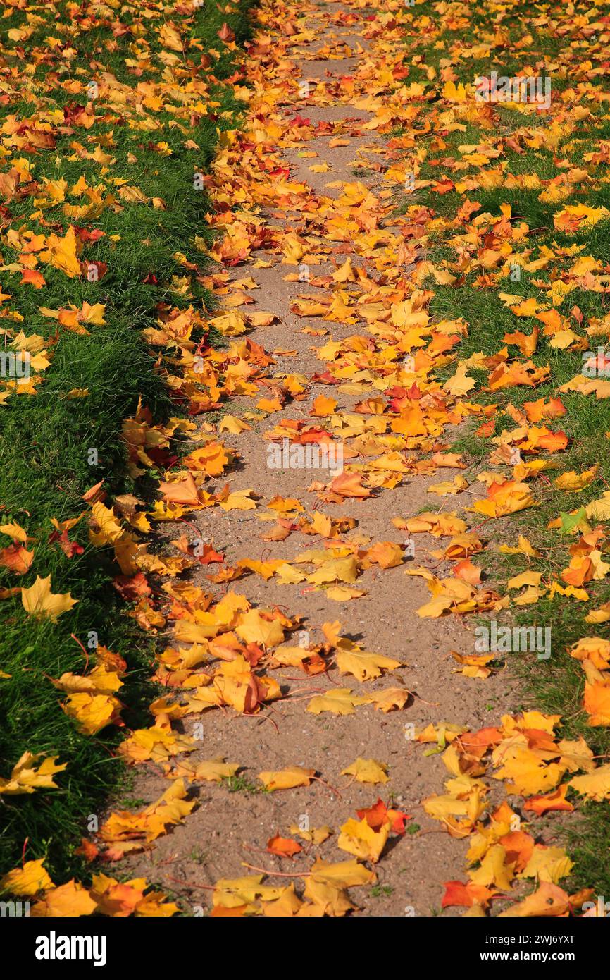 Schmaler, sandiger Fußweg durch grünes Grasfeld mit gelbem Laub. Stockfoto