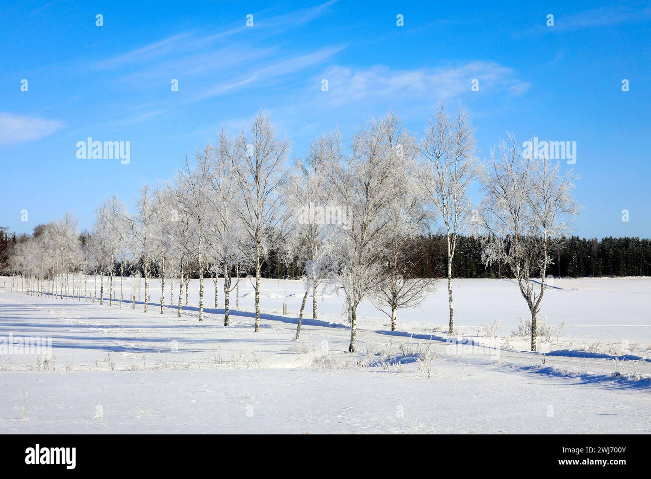 Die von Milchbirnen gesäumte Landstraße an einem schönen sonnigen Tag im Februar mit blauem Himmel und leichten fairwetter-Wolken. Stockfoto